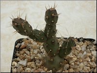 1205 Tephrocacactus ferocior M1371 1PICT5398M1371